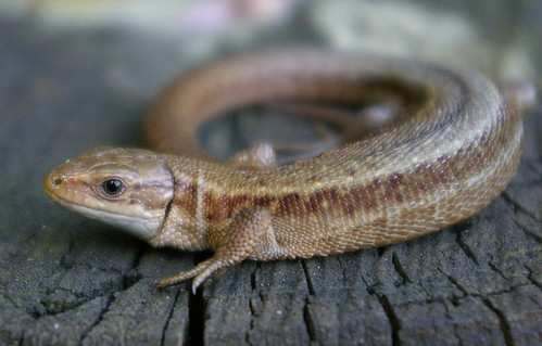 Common Lizard 9