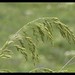 Bromus secalinus (Rye Brome)