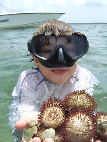 Big bonanza of sea urchins