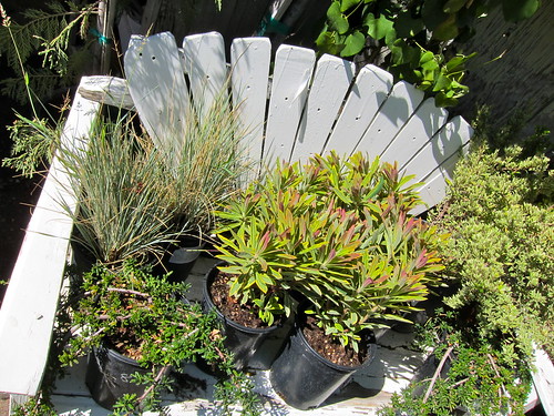 Lots of new Euphorbias in!