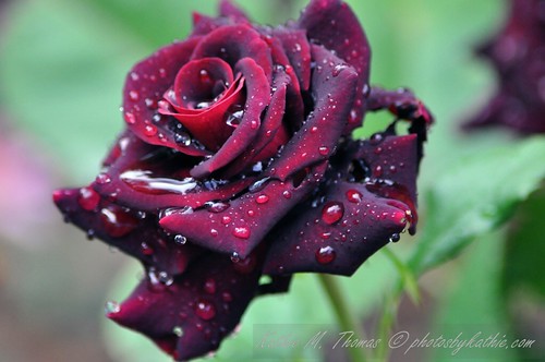 Abracadabra Rose after the rain
