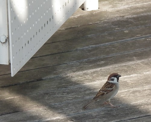 Good morning, sparrow