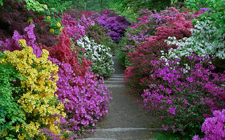 Leonardslee Gardens, West Sussex, UK | Vibrant...