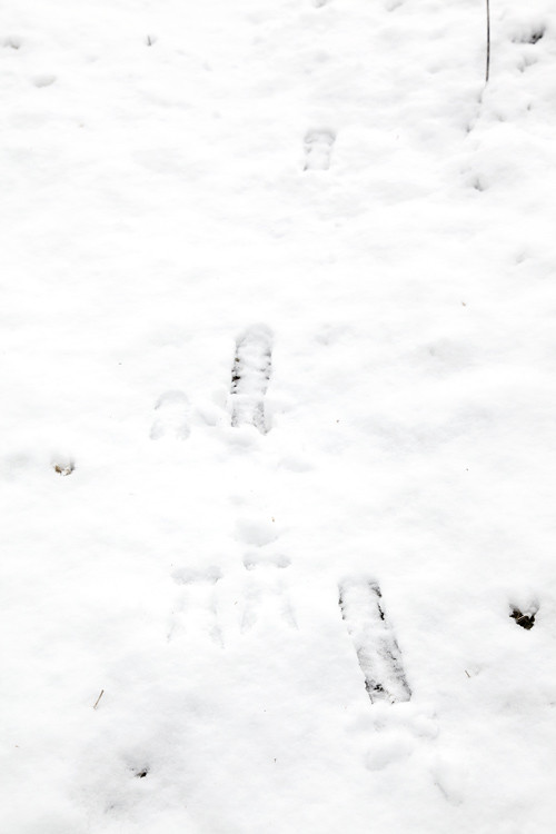 deer tracks in the snow, Kasaan, Alaska