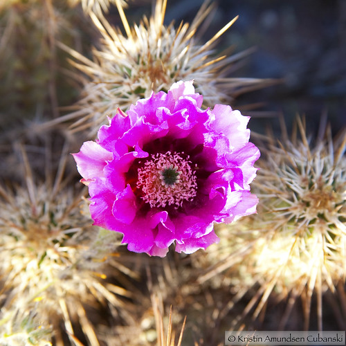 Purple cactus flower