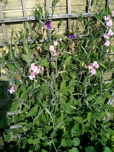 sweet peas on the shed