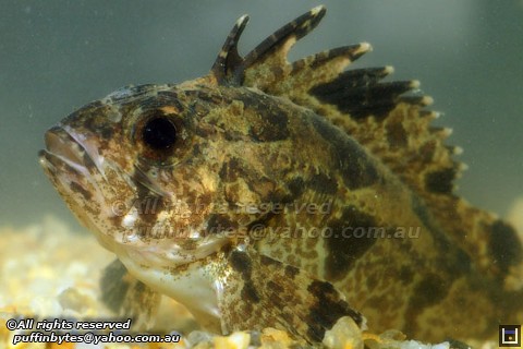 Soldierfish - Gymnapistes marmoratus