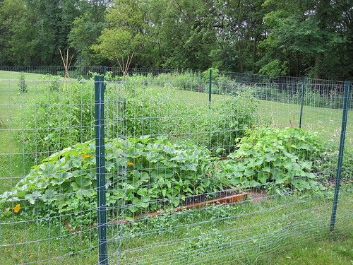 garden progress july fourth