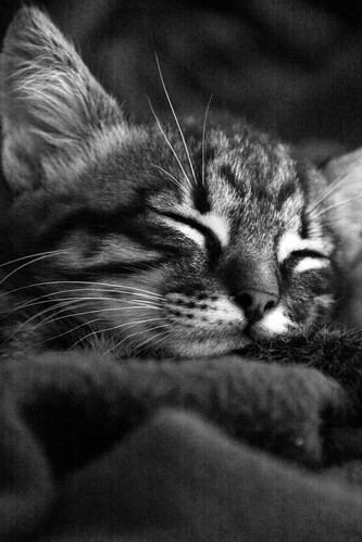 フリー写真素材|動物|哺乳類|ネコ科|猫・ネコ|寝顔・寝ている|モノクロ写真|