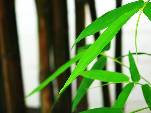IMG_0955 Bamboo Leaves ,竹叶青