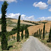 cypress in tuscany