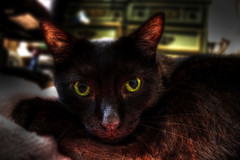 Gremlin Cat HDR (3)