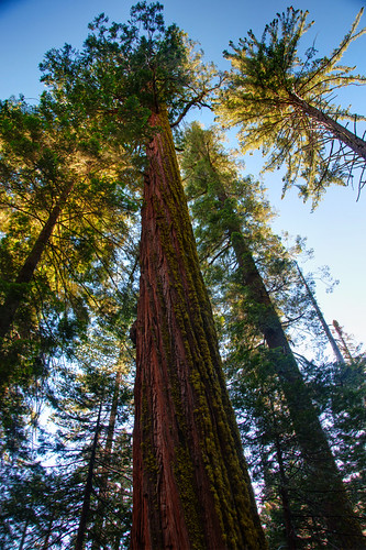Sequoia National Park 08