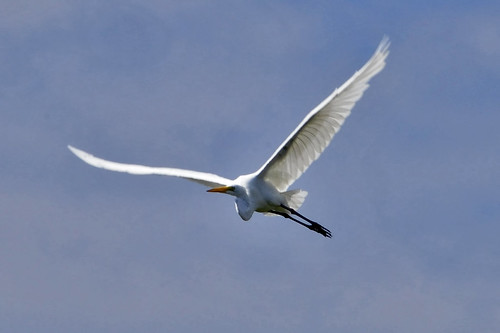 egret flying pocasset III