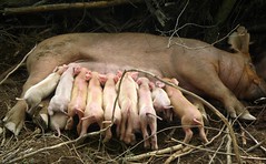 11 nursing Tamworth piglets