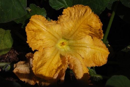 butternut squash flower