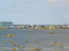 Ladle Cove Boats (Medium)