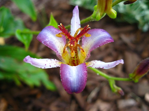 New toad lily bloomin