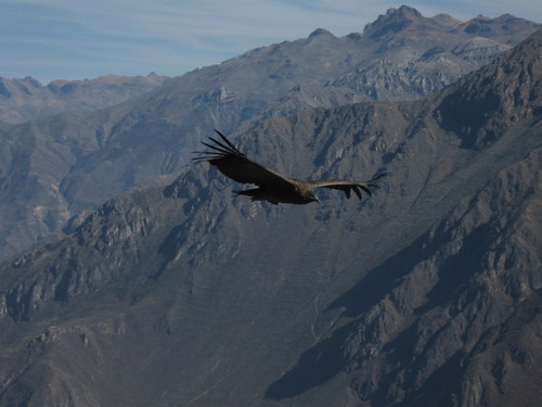 2010-4-peru-221-cabanaconde-cruz del condor