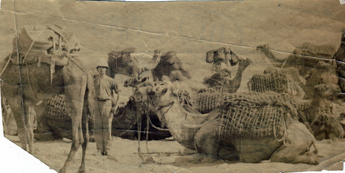 "No. 10 camels" Imperial camel corps?