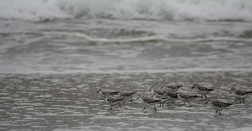 March of the Plovers