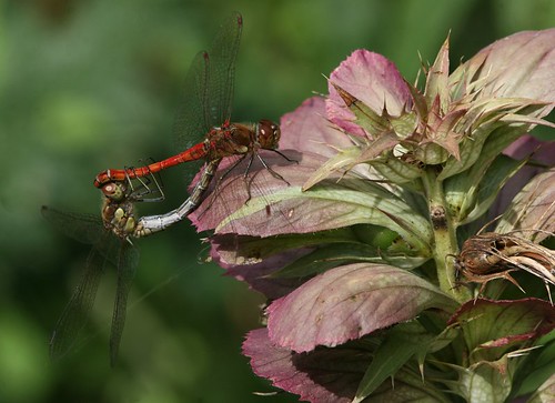 Common Darters mating