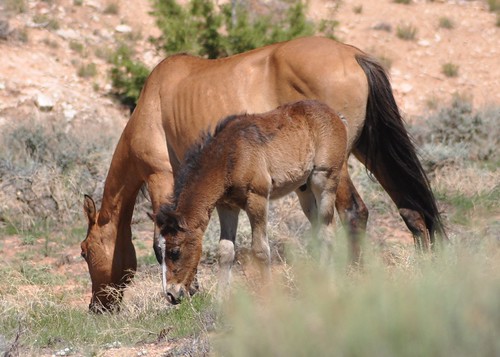 Mama & colt grazing... wild horses, Pryor Mountains, Wyoming... June, 2010