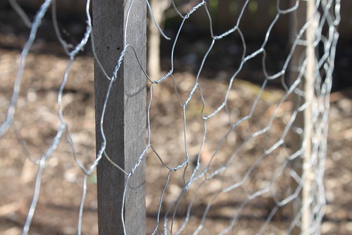 Chicken wire for the snow peas