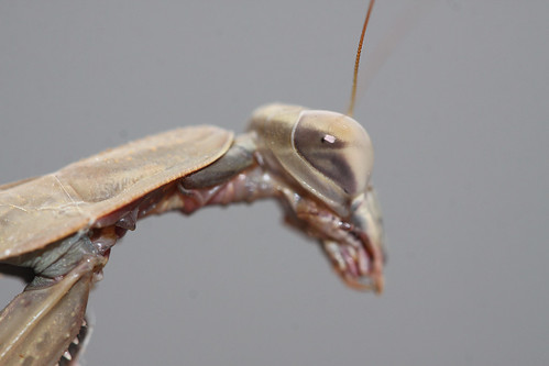 Chinese Mantis (Tenodera aridifolia)