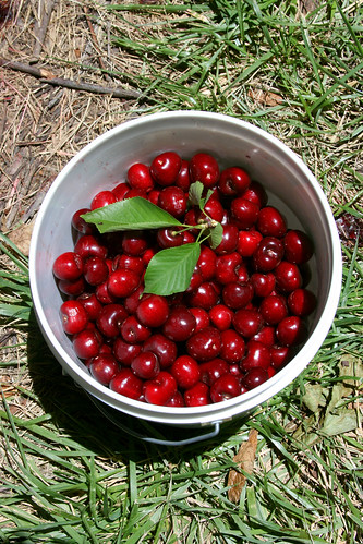 bucket o cherries