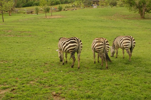 Zebra Hindquarters