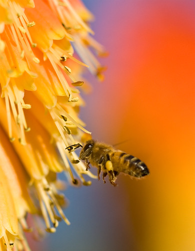 フリー写真素材|動物|昆虫|蜂・ハチ|ミツバチ|