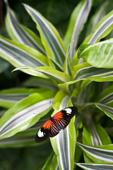 Bild aus dem Schmetterlingshaus auf der Insel Mainau
