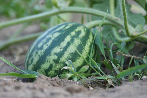 Big melons