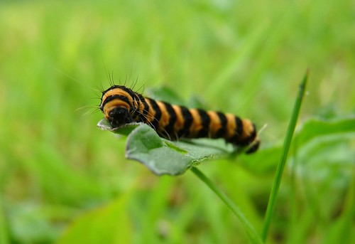 22087 - Cinnabar Moth Caterpillar