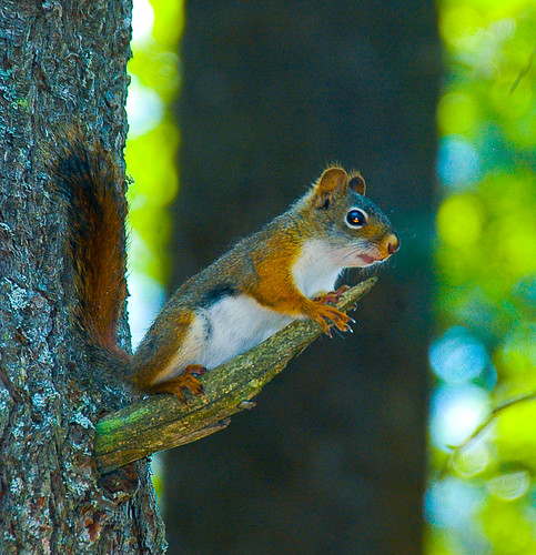 Red Squirrel-1