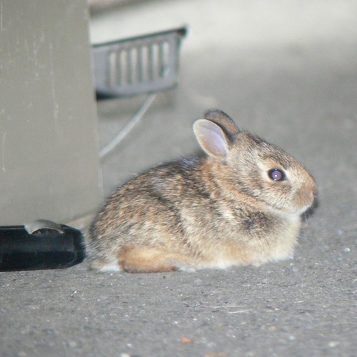Bebe bunny, Kent, WA