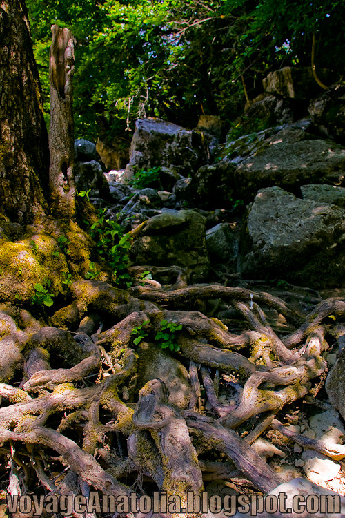 Roots of Forest
