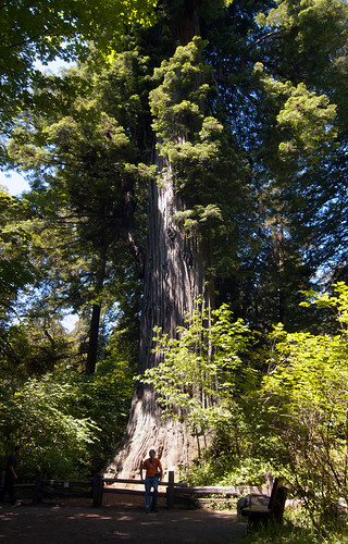 Redwood National Forest - Big Tree