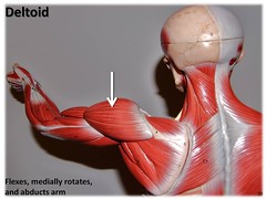 Deltoid - Muscles of the Upper Extremity Visua...