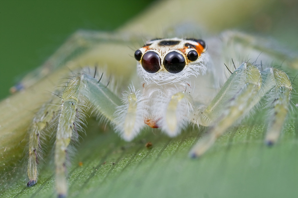 Плюшевые пауки фото