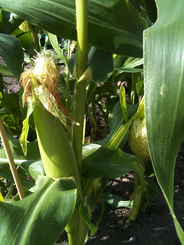 The Allotment August 2010- sweetcorn developing
