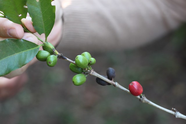 Different ripeness stages on same branch