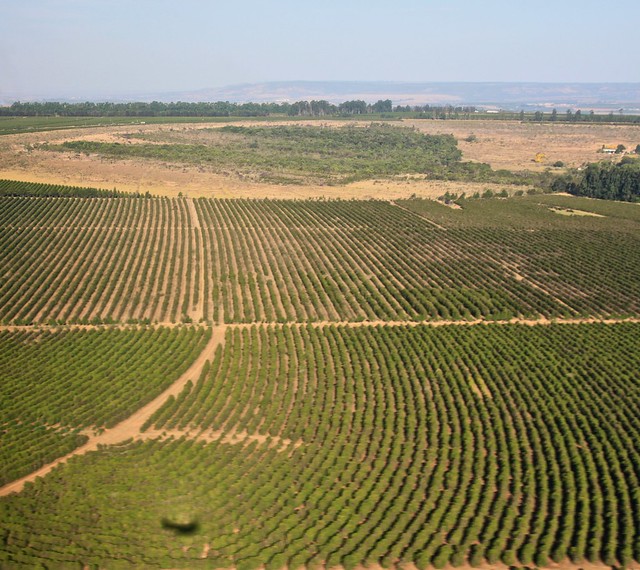 Fields with rows of coffee trees