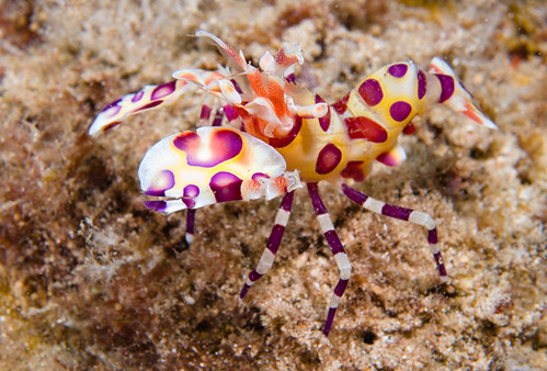 Harlequin Shrimp (Hymenocera picta)