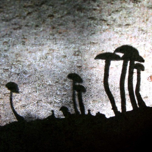 Shadow Fungi