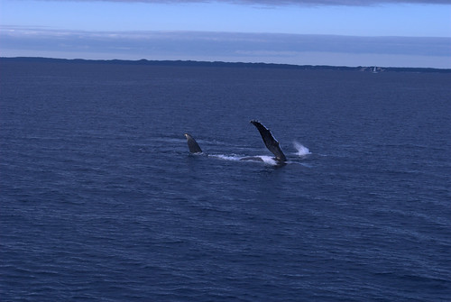 Spirit of Hervey Bay whale watching