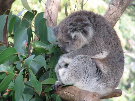Koala, sleepiest thing in the world!