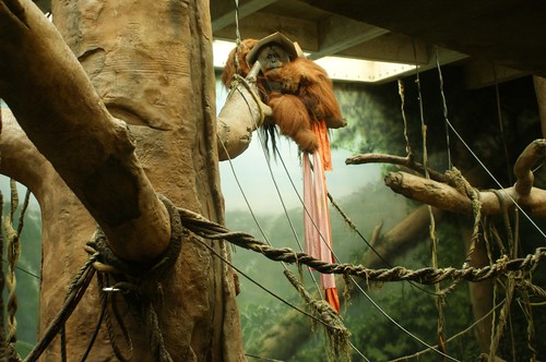 Orangutan with Box on Head