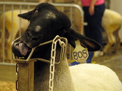 09 TN State Fair #123: Crazy Sheep